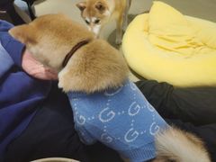 -逗柴咖啡屋·狗咖猫咖宠物桌游