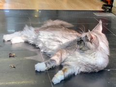 -袖虎宠物·金渐层缅因猫舍(灵芝店)