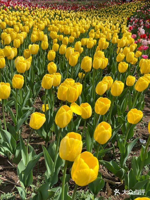 沈阳植物园图片