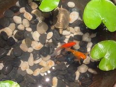 -曲水兰亭(北京四惠店)