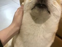 -柴务处·柴犬主题狗咖