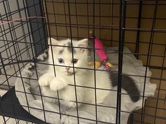 -屋虎猫馆(宝安大仟里店)
