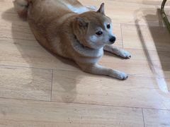 -是阿柴呀！柴犬咖啡·爱喵喵猫咖