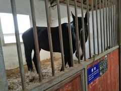 -松声马术俱乐部