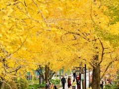 -上海海湾国家森林公园