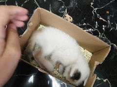 -东莞宠友24H宠物中心医院·转诊夜诊·异宠(新河北路院)