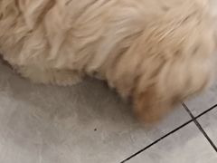 -柴犬小屋·柴餐厅·狗咖食堂(金鼎广场店)