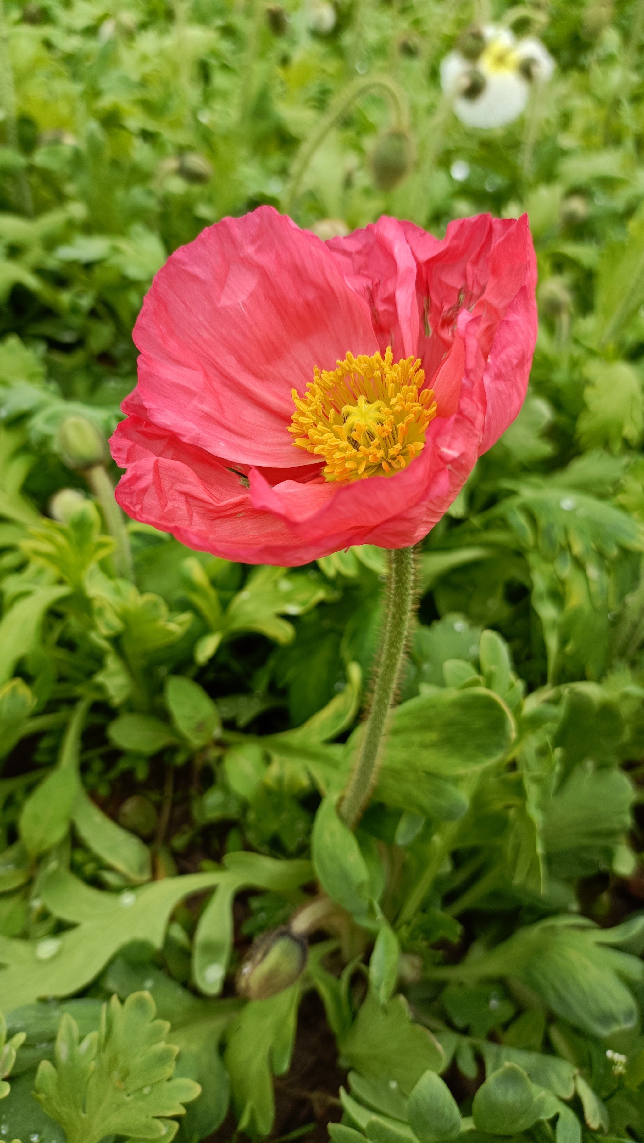 虞美人花海好美