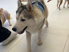 -怪兽屋·羊驼·猫咖·狗咖(俊华广场店)