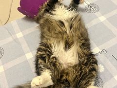 -瑞派长江宠物医院·猫科·外科·24小时夜护(谊城公寓分院)