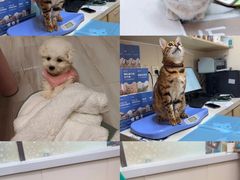 -美联众合动物医院·24h转诊中心