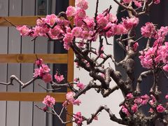 -石家庄市植物园