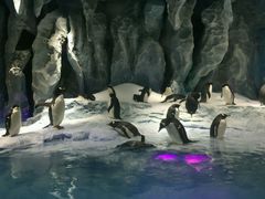 -广东省拱北口岸中国旅行社(华宾营业部)