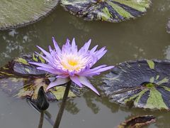-中国科学院西双版纳热带植物园