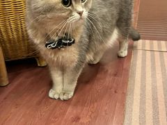 -MOCHA明星猫咖(田子坊店)