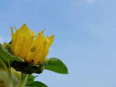 -径山花海