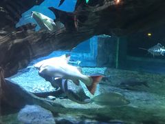 -华夏文旅海洋公园