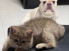 -萌兽医馆·犬猫专科·眼科中心·宠物医院(朝阳门分院)