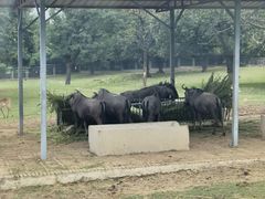 -西安秦岭野生动物园