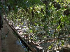 -万源龙顺度假庄园生态观光园