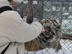 -横道河子东北虎林园