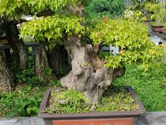 -庐山风景区花径公园