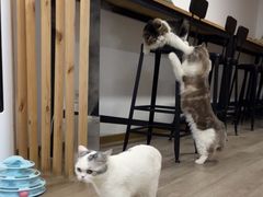 -柴迷FANS CLUB·柴犬狗咖·猫咖