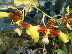 -国家植物园南园