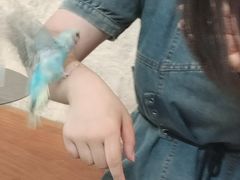 -吉丁鸟咖·异宠·寄养