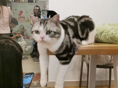 -有喵·猫咖·狗咖·30几只猫10只小狗(岗厦店)