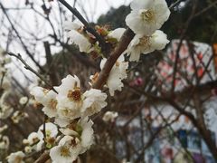 -无锡梅园公园