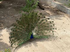 -鄂尔多斯野生动物园