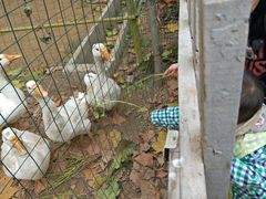 -古柏渡飞黄旅游区