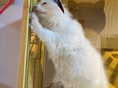 -猫十亿·布偶金渐层·曼基康矮脚猫舍(青年路店)