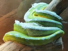 -上海大自然野生昆虫馆(东方明珠·爬宠昆虫探索中心)