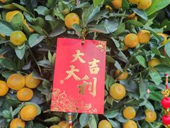 -溪岸路花鸟市场
