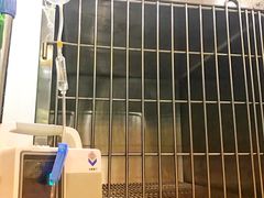 -爱侣宠医·鹦鹉专科·小型哺乳类·异宠专科(灵石路店)