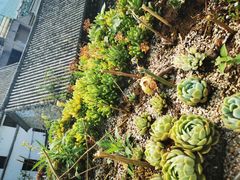 -喵屿·大理花园猫咖