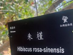 -深圳仙湖植物园