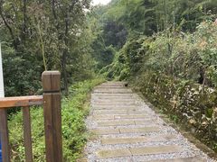-铁山坪森林公园