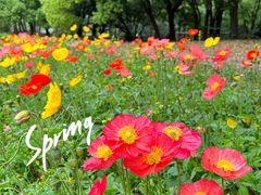 -上海共青森林公园