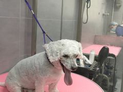 -宠福鑫康馨动物医院·骨科·眼科