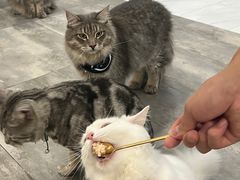 -楼上猫咖(罗湖店)