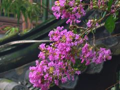 -龙潭水乡