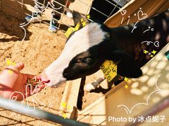 -君乐宝优致牧场