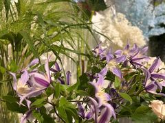 -Gigi Florist·Dk Coffee