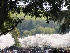 -武汉大学-樱园