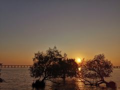 -宝安西湾红树林湿地公园