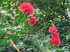 -银湖山郊野公园-相思林