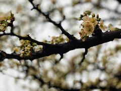 -荣德灶台鱼(圣泉寺店)